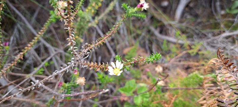 Polyarrhena reflexa photo 7