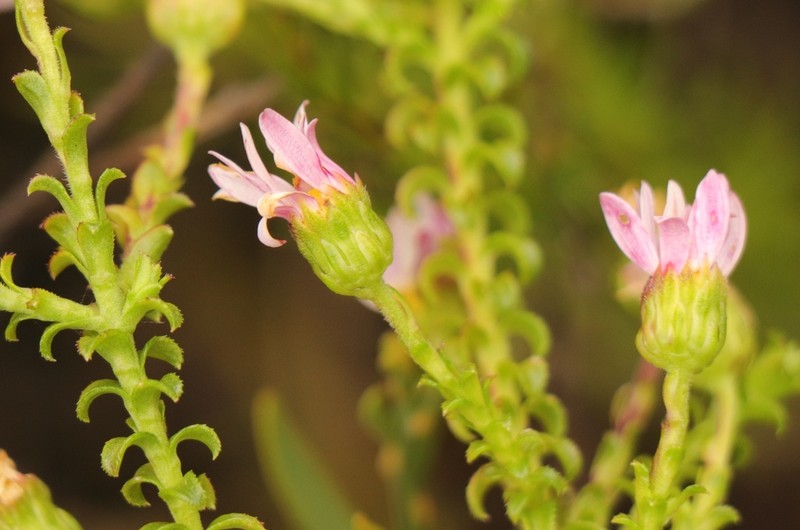 Polyarrhena reflexa photo 8