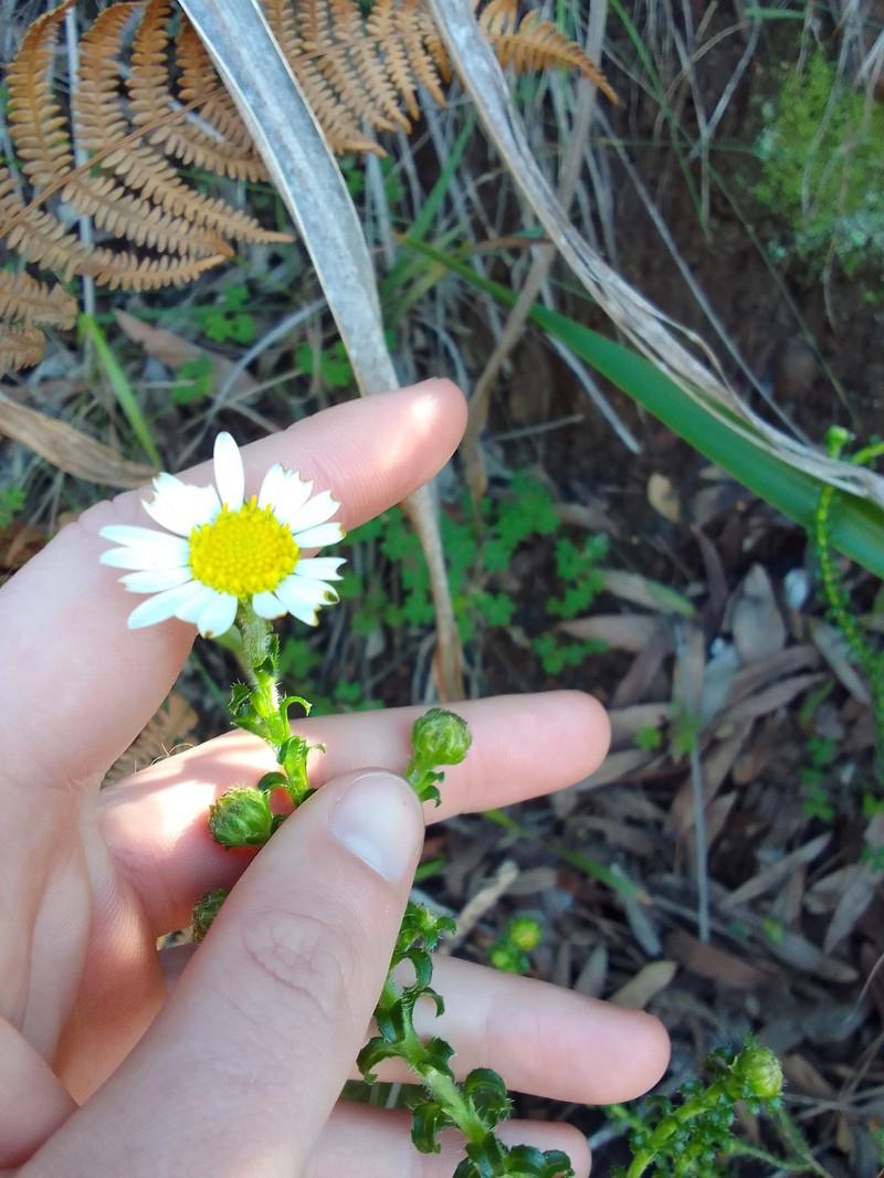Polyarrhena reflexa subsp. reflexa