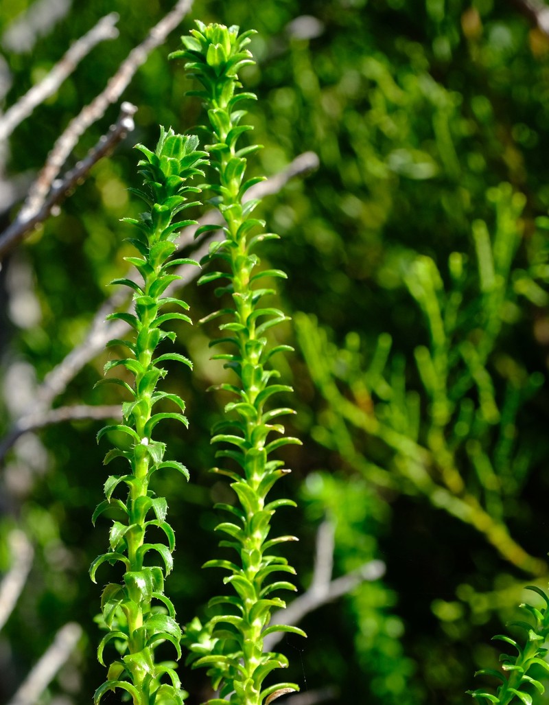 Polyarrhena reflexa subsp. reflexa photo 2
