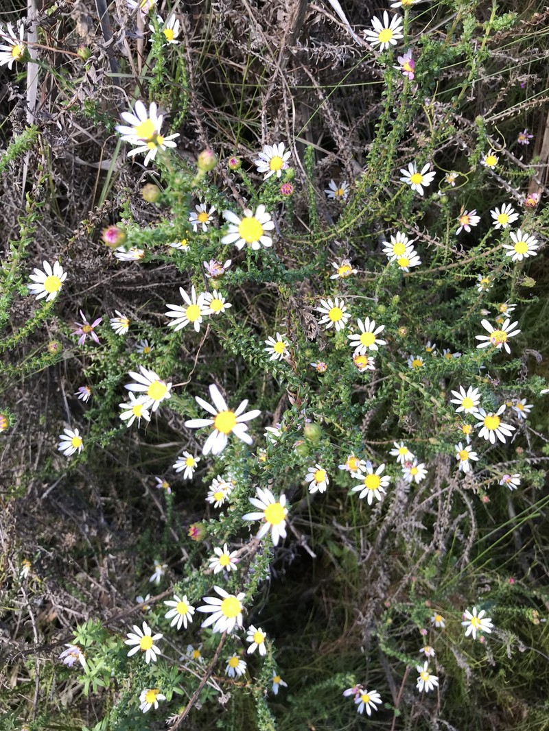 Polyarrhena reflexa subsp. reflexa photo 4