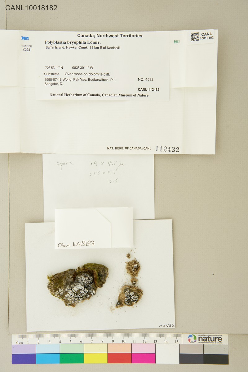 Polyblastia Lichen