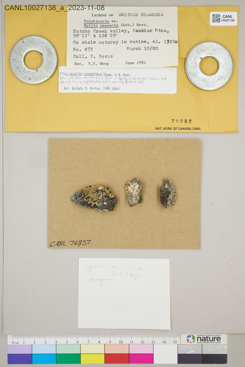 Polyblastia Lichen photo 2