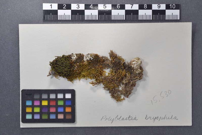 Polyblastia Lichen photo 3