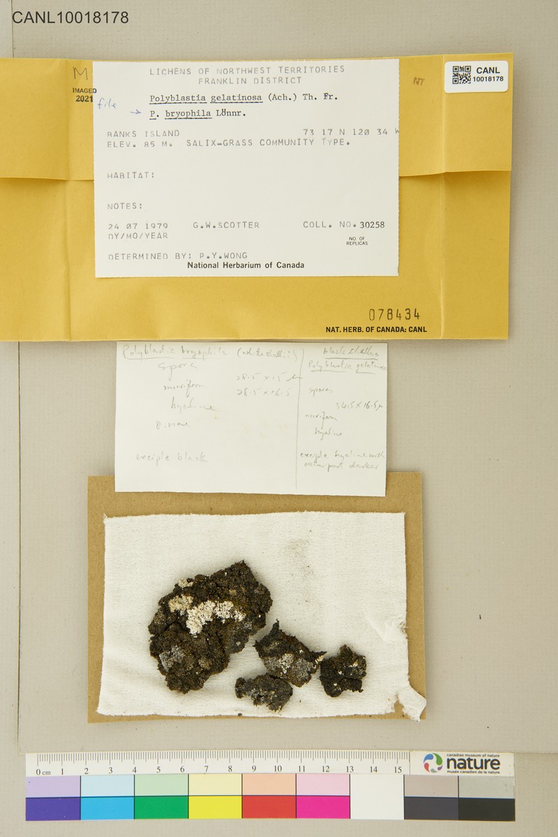 Polyblastia Lichen photo 4
