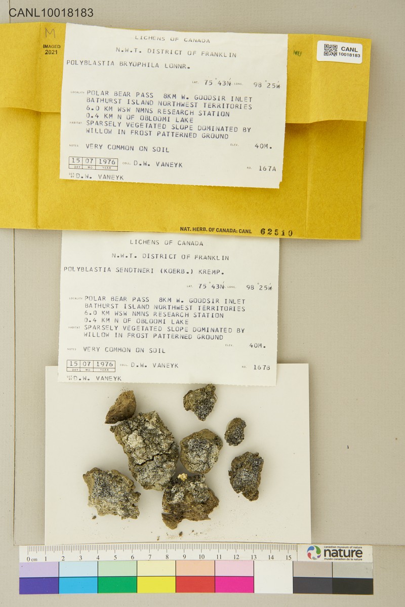 Polyblastia Lichen photo 5