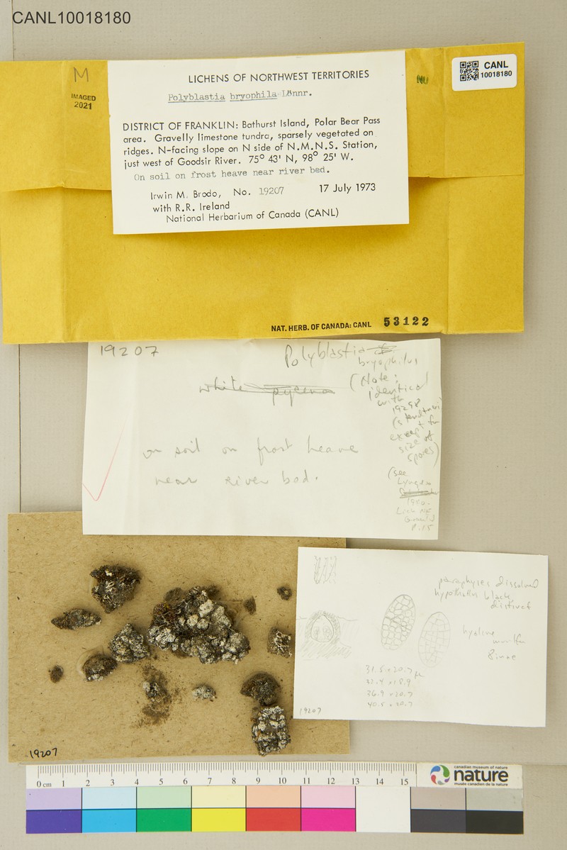 Polyblastia Lichen photo 7