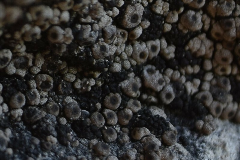 Polyblastia Lichen