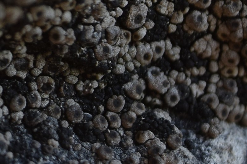 Polyblastia Lichen photo 2