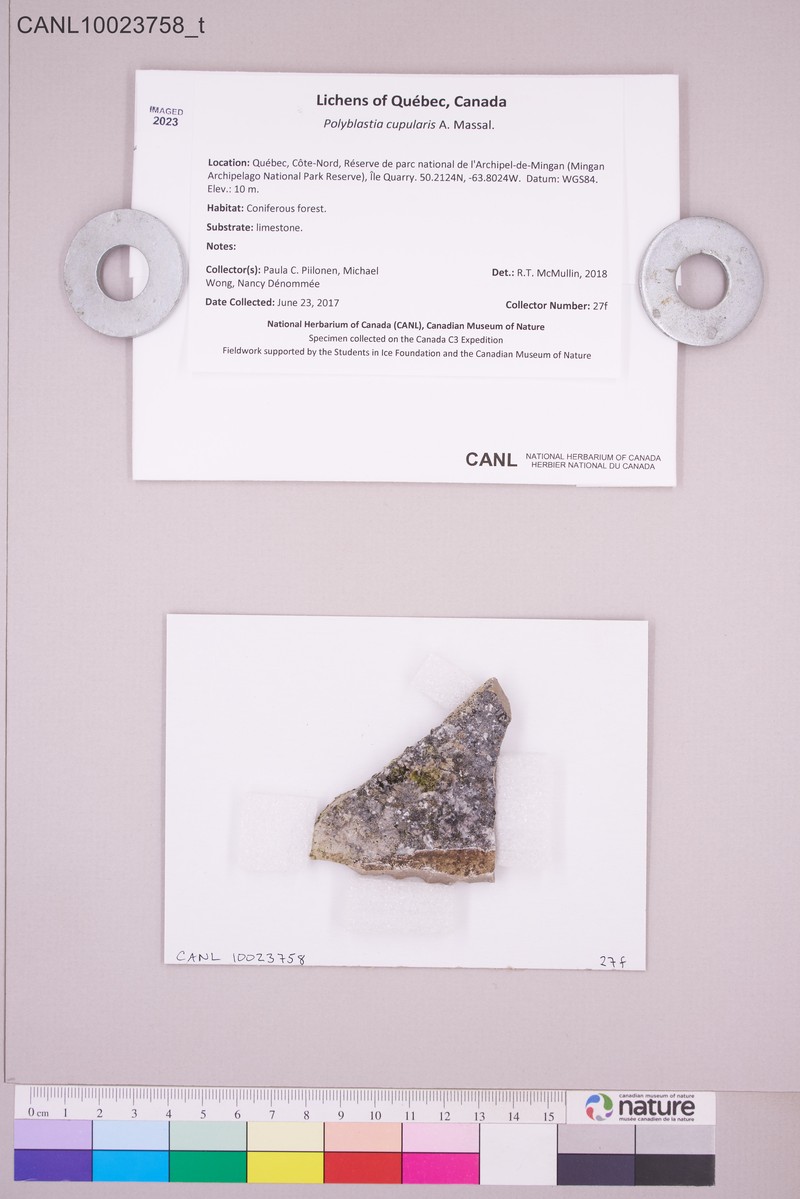 Polyblastia Lichen