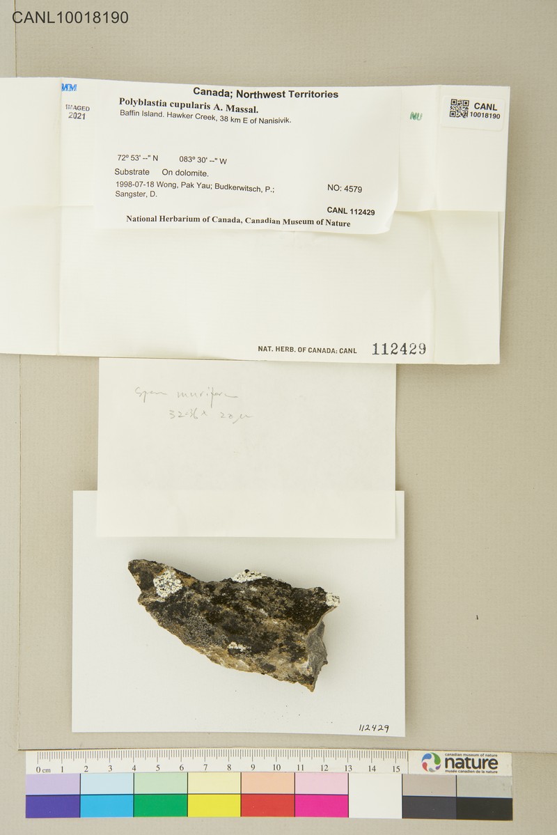 Polyblastia Lichen photo 3