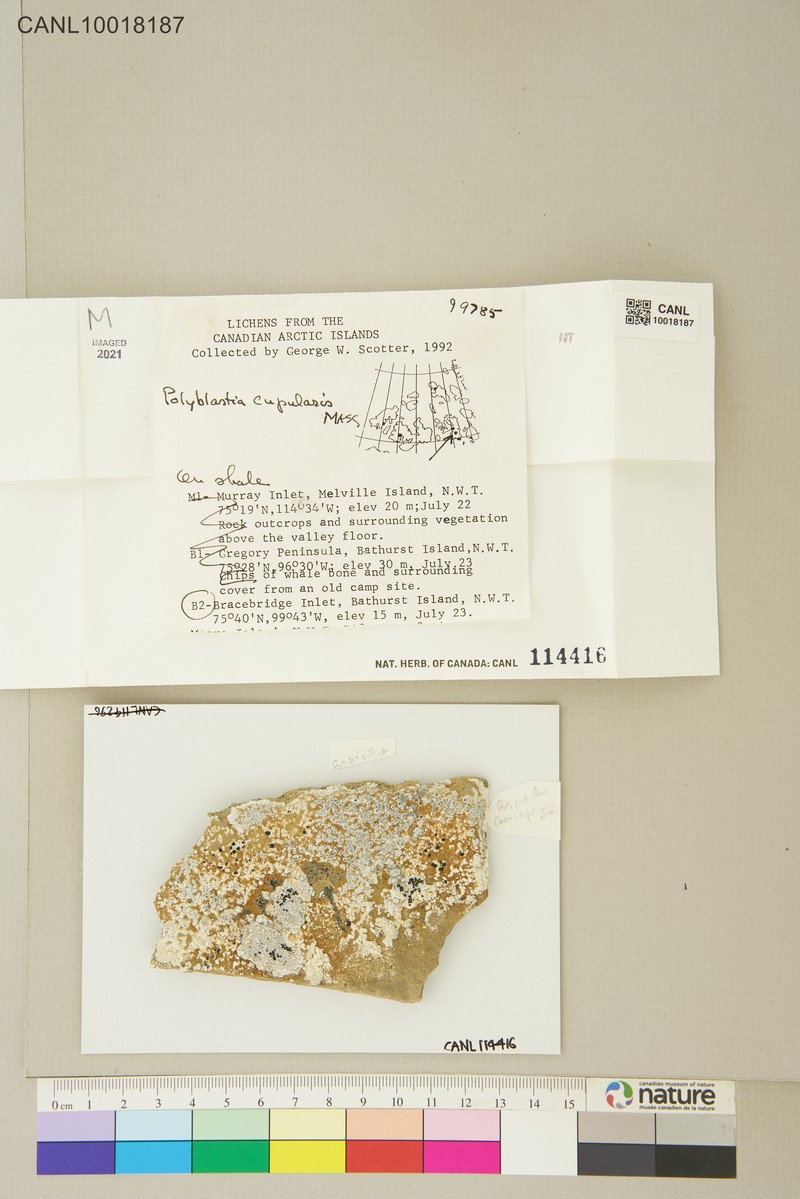 Polyblastia Lichen photo 4