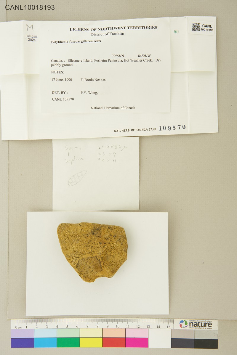 Polyblastia Lichen photo 5