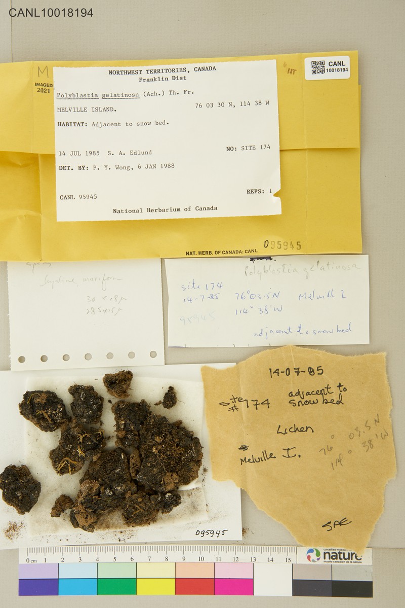 Polyblastia Lichen