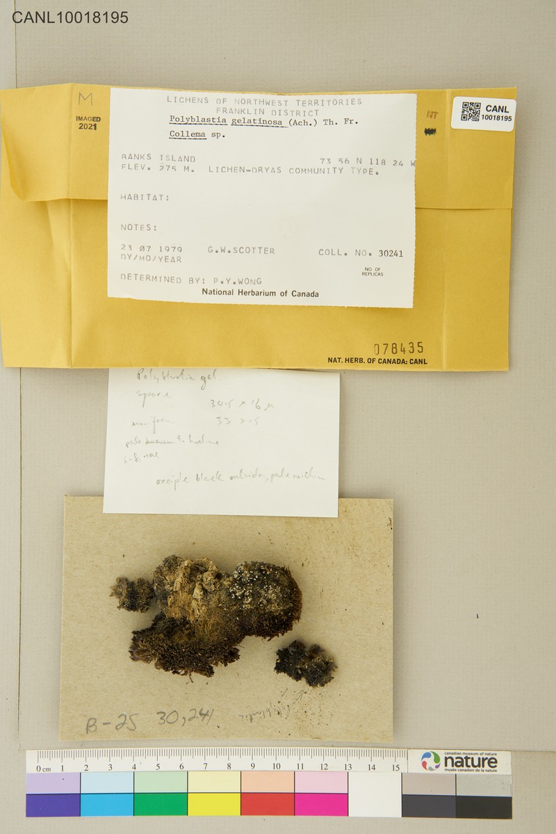 Polyblastia Lichen photo 2