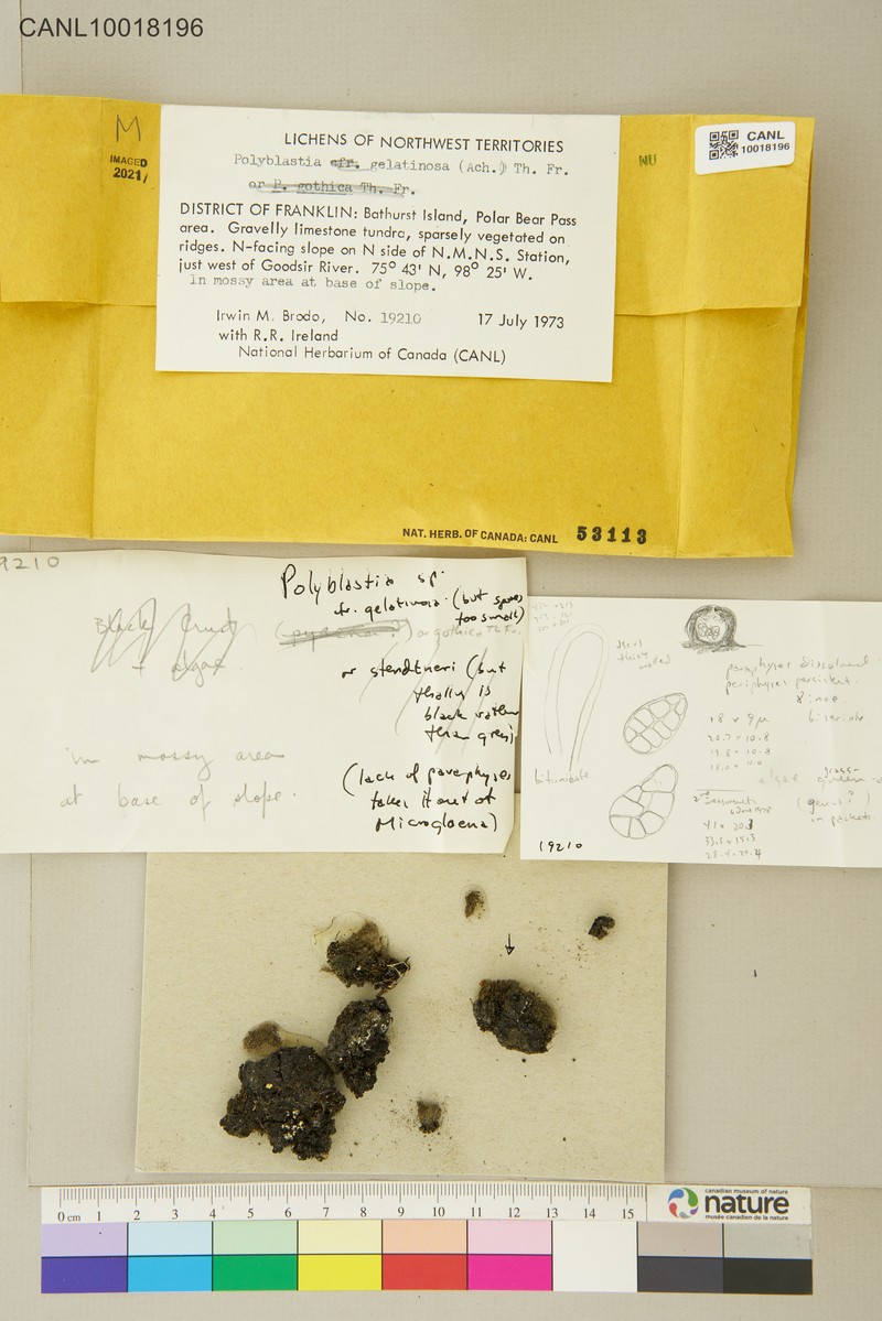 Polyblastia Lichen photo 3