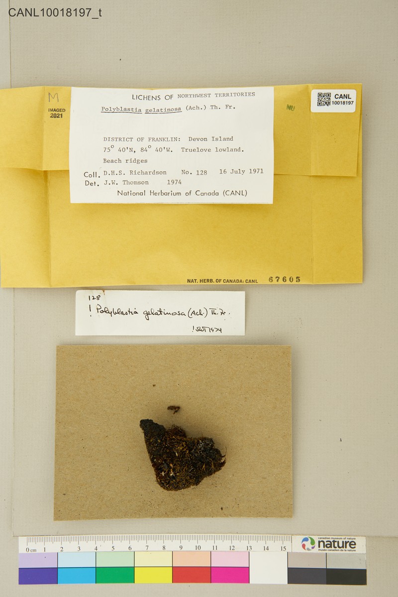 Polyblastia Lichen photo 4