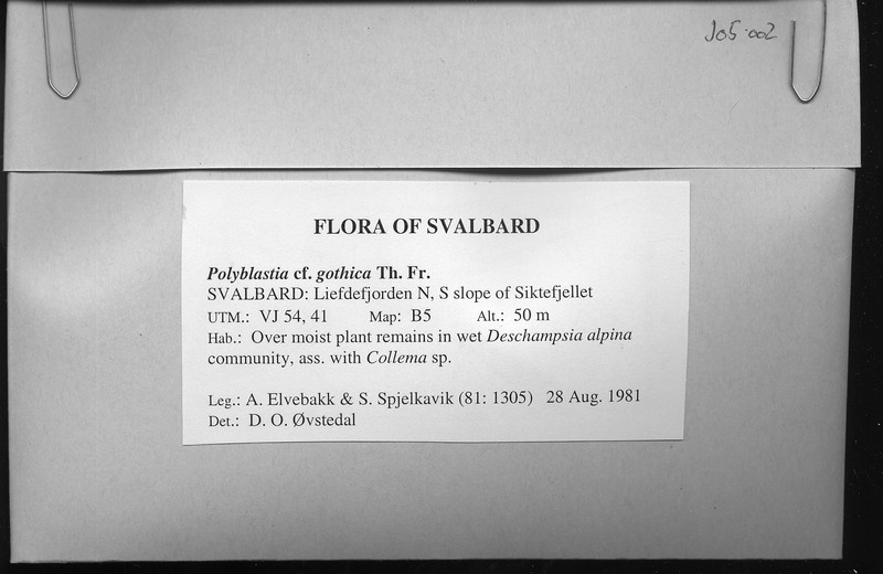 Polyblastia Lichen