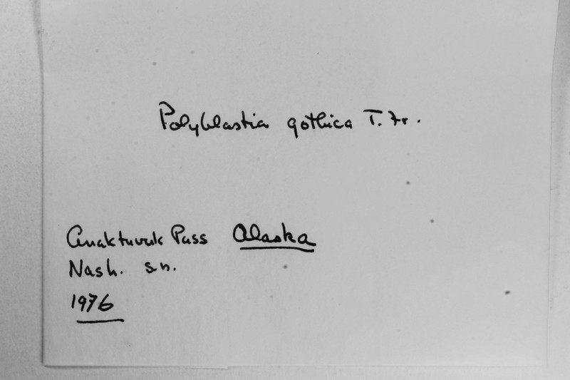 Polyblastia Lichen photo 2