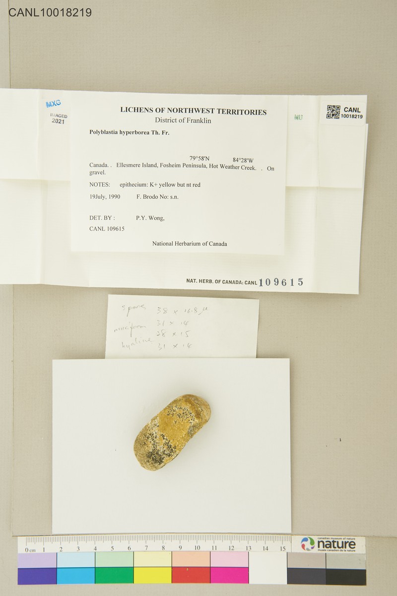Polyblastia Lichen photo 4