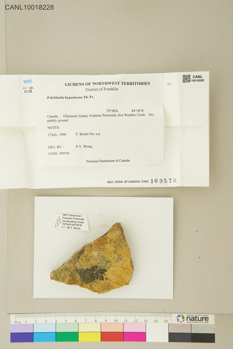 Polyblastia Lichen photo 5