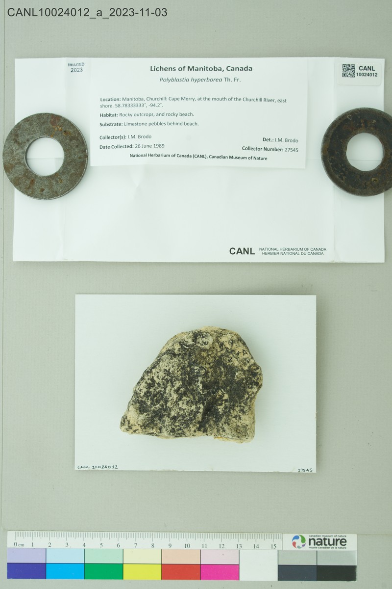 Polyblastia Lichen photo 6