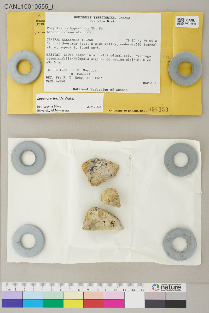 Polyblastia Lichen photo 7