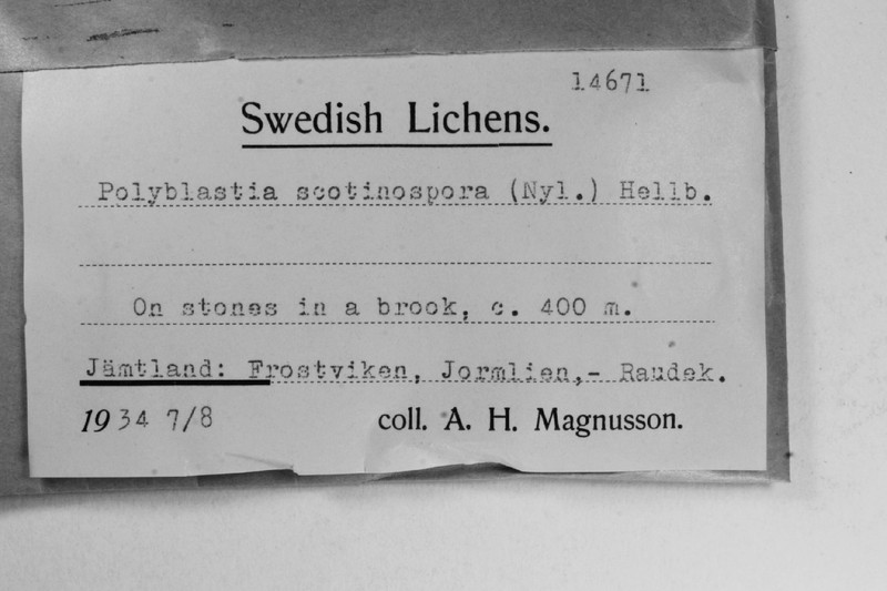 Polyblastia Lichen photo 2