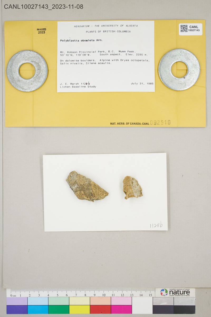 Obsolete Polyblastia Lichen photo 2