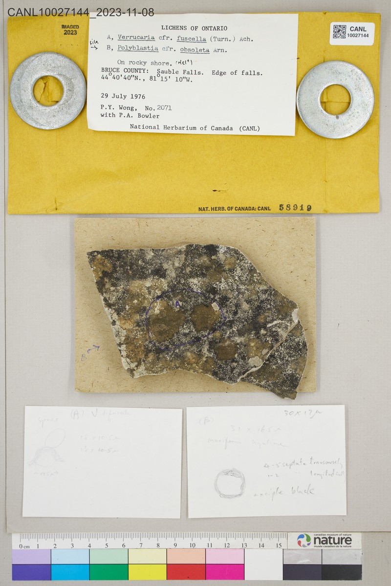 Obsolete Polyblastia Lichen photo 3