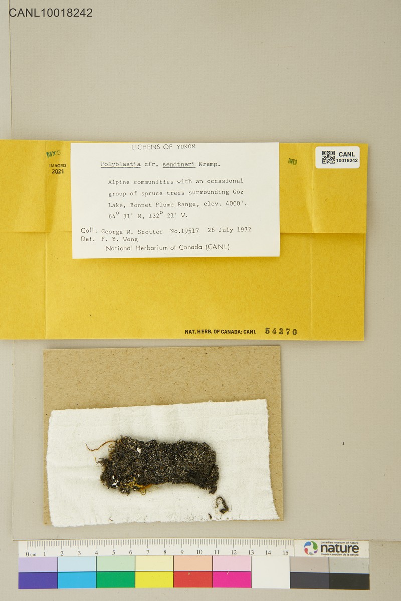 Obsolete Polyblastia Lichen photo 4