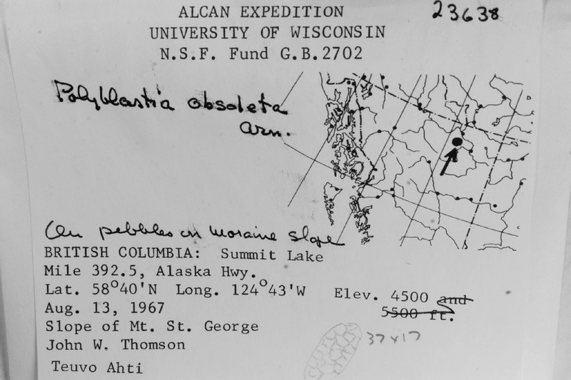 Obsolete Polyblastia Lichen photo 5