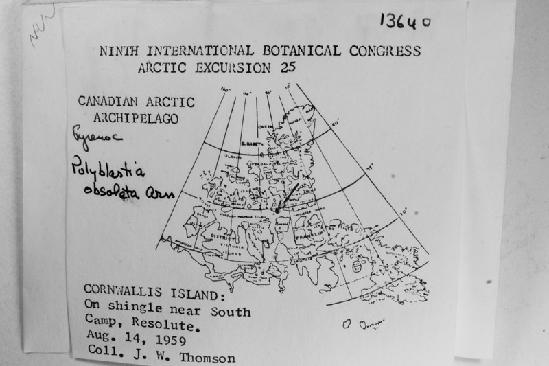 Obsolete Polyblastia Lichen photo 7