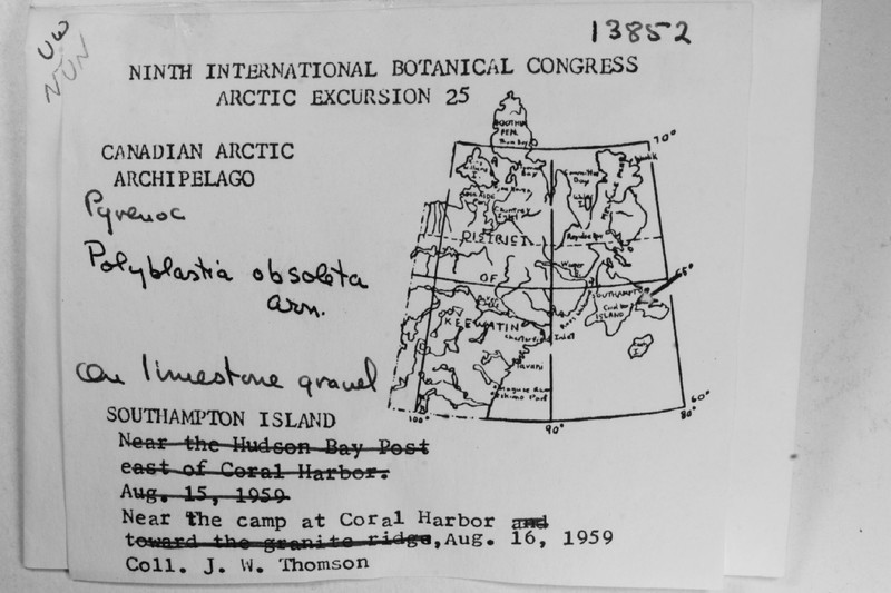 Obsolete Polyblastia Lichen photo 8