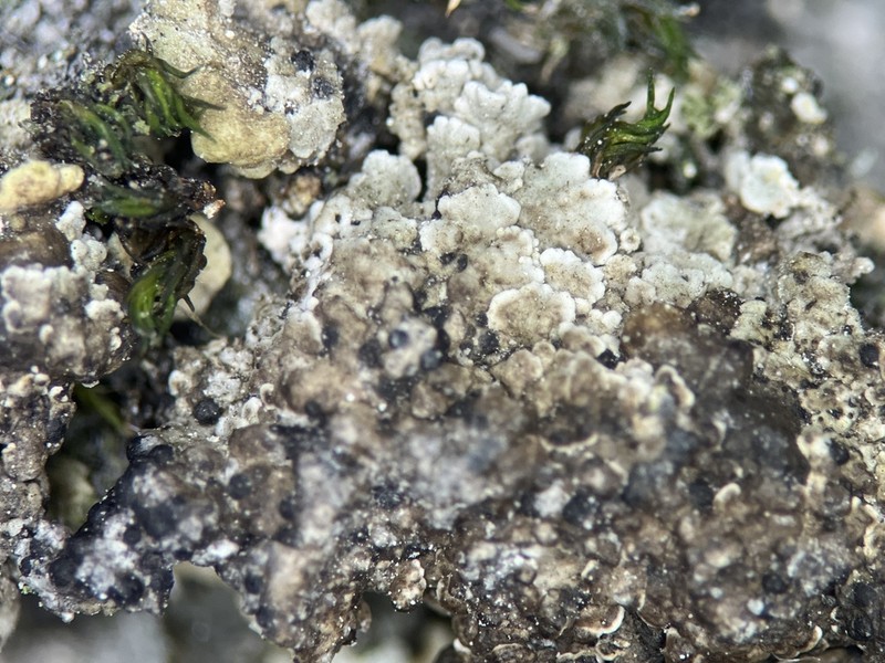 Sendtner's Polyplastia Lichen