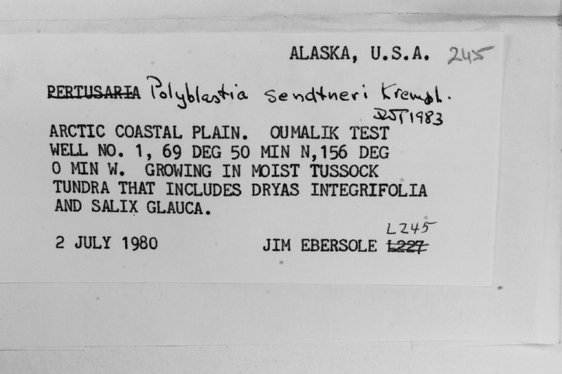 Sendtner's Polyplastia Lichen photo 3