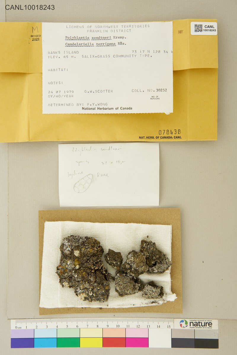 Sendtner's Polyplastia Lichen photo 4