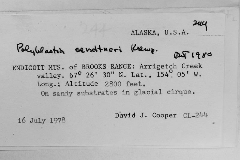 Sendtner's Polyplastia Lichen photo 5