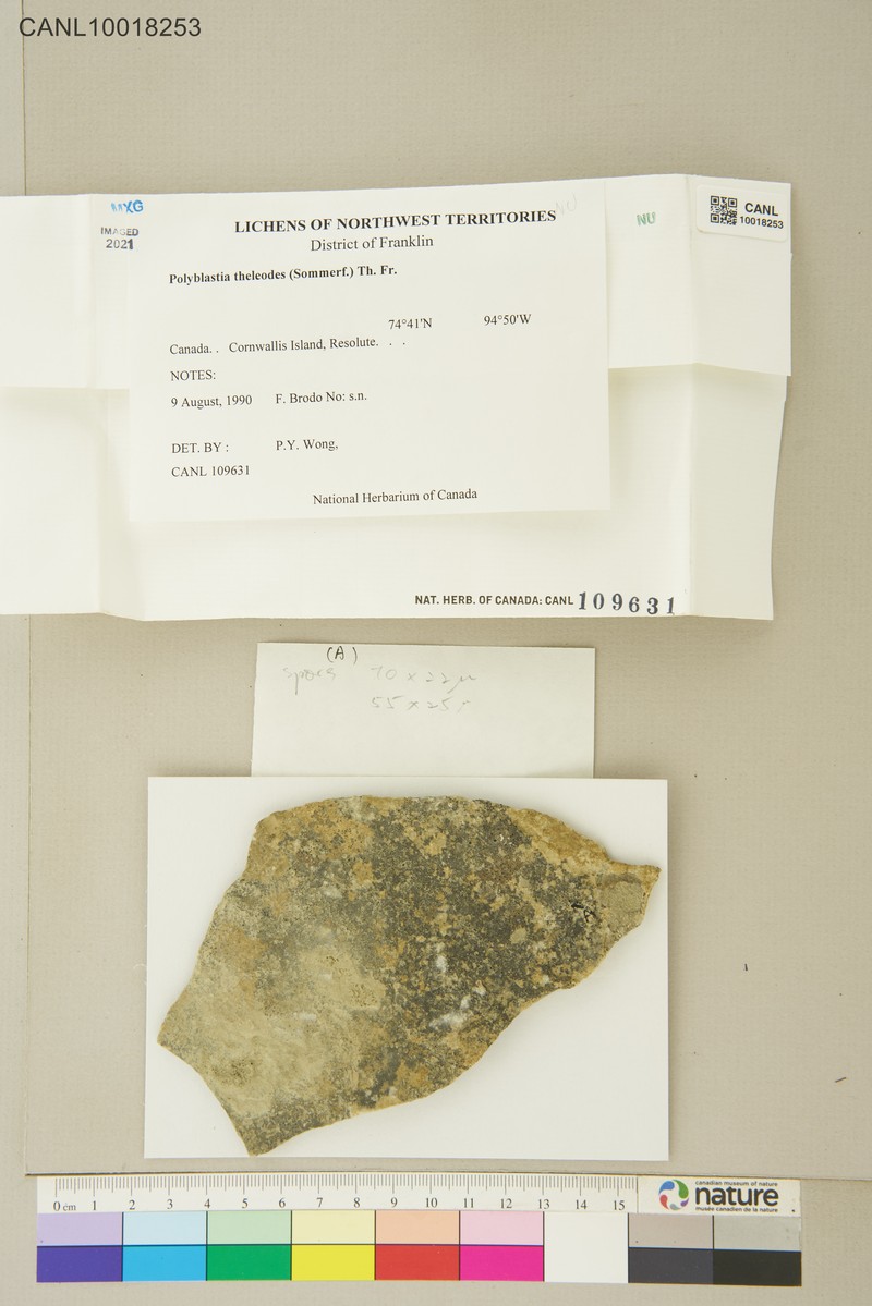 Polyblastia Lichen photo 2