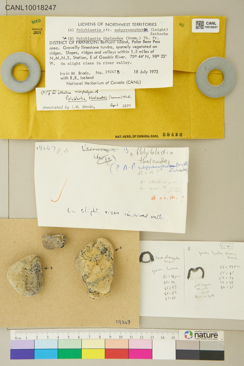 Polyblastia Lichen photo 4