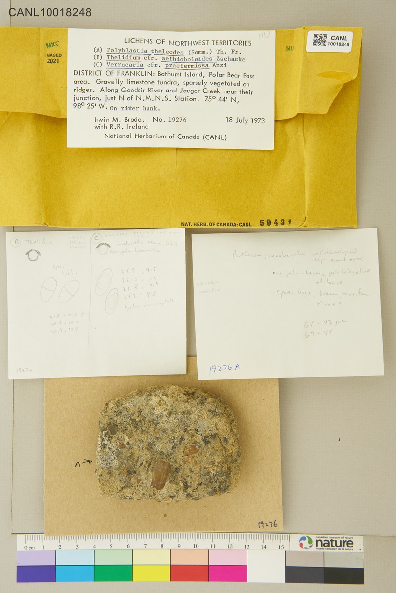 Polyblastia Lichen photo 6