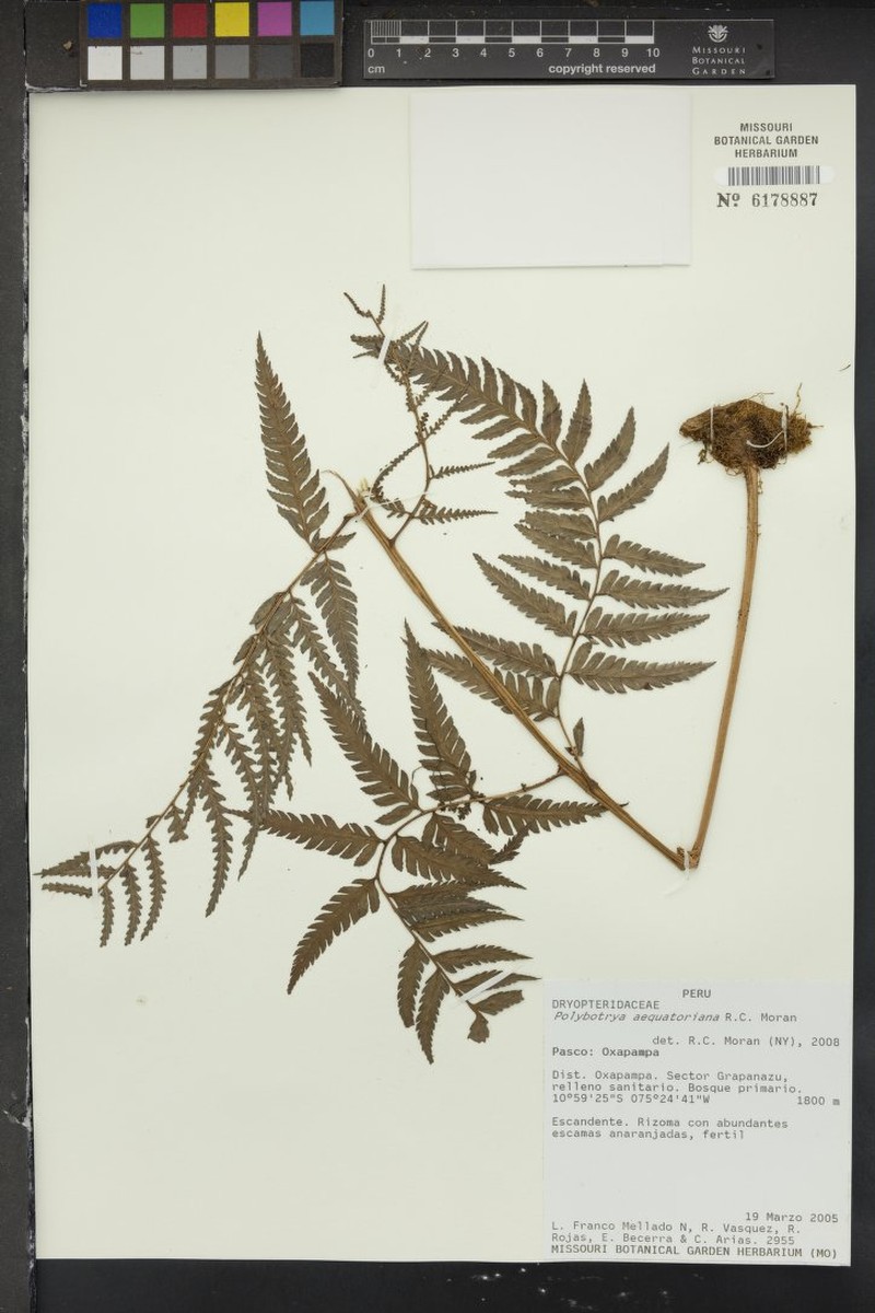 Polybotrya aequatoriana photo 2