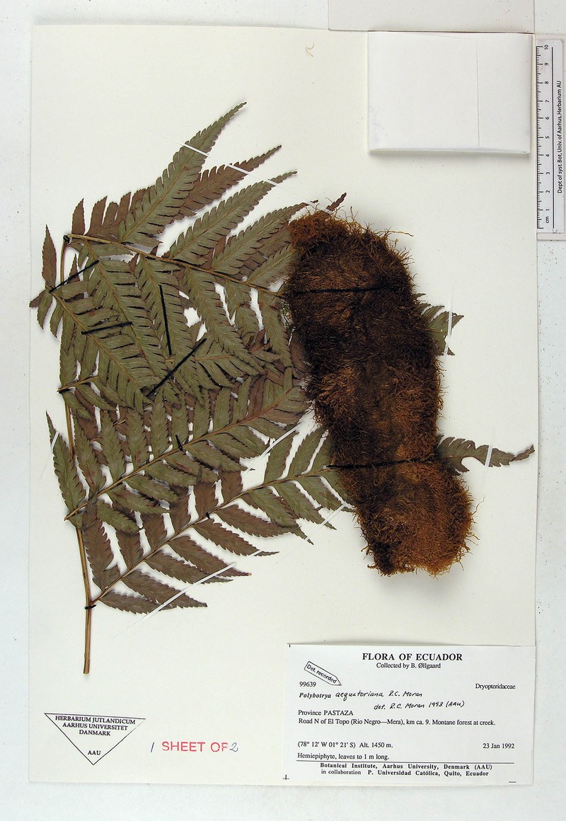 Polybotrya aequatoriana photo 3