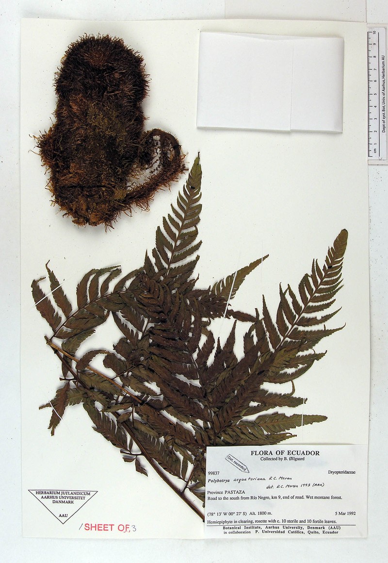 Polybotrya aequatoriana photo 4