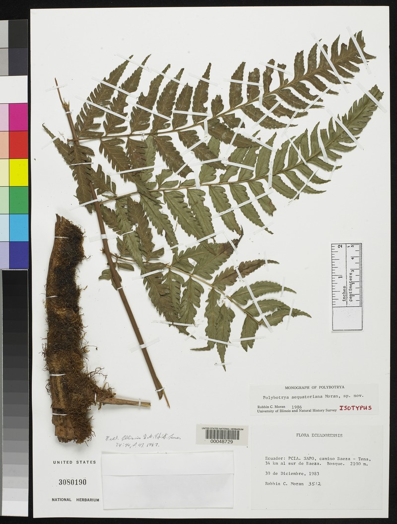 Polybotrya aequatoriana