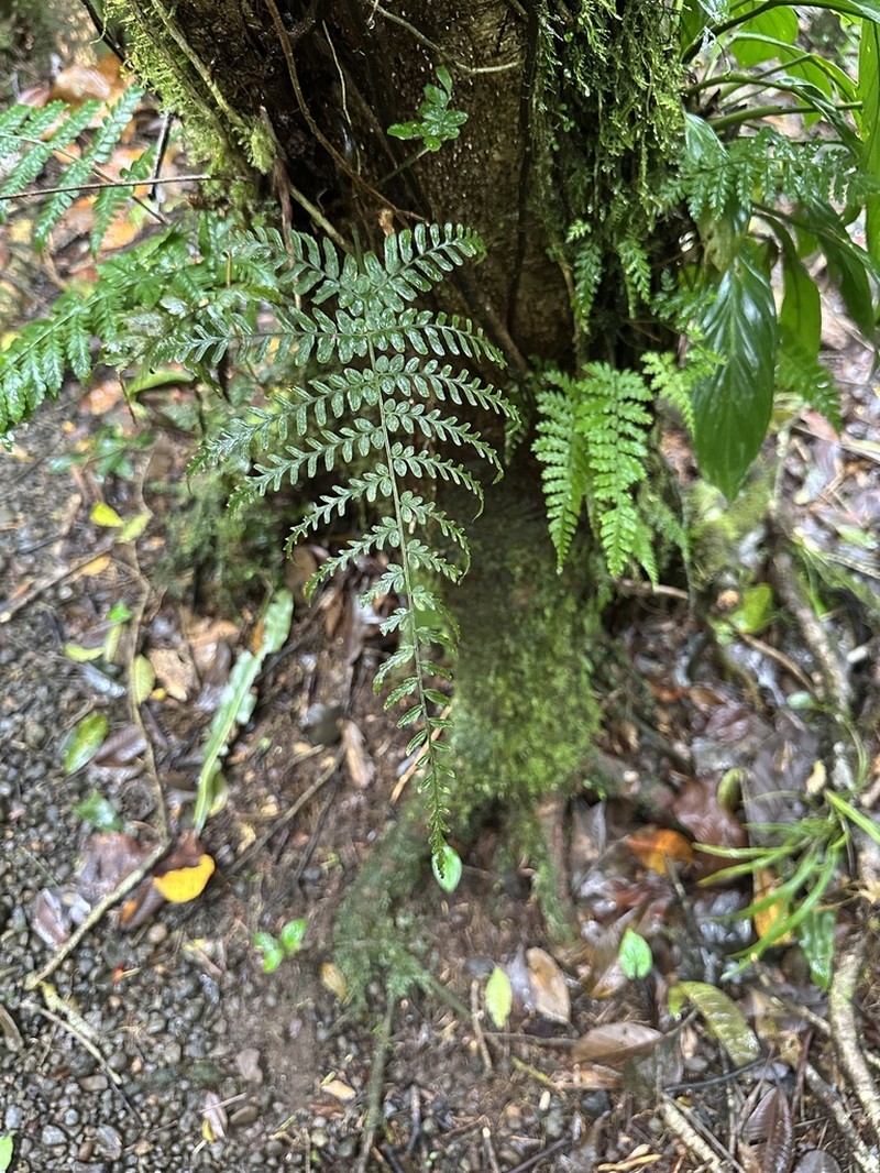 Polybotrya alata
