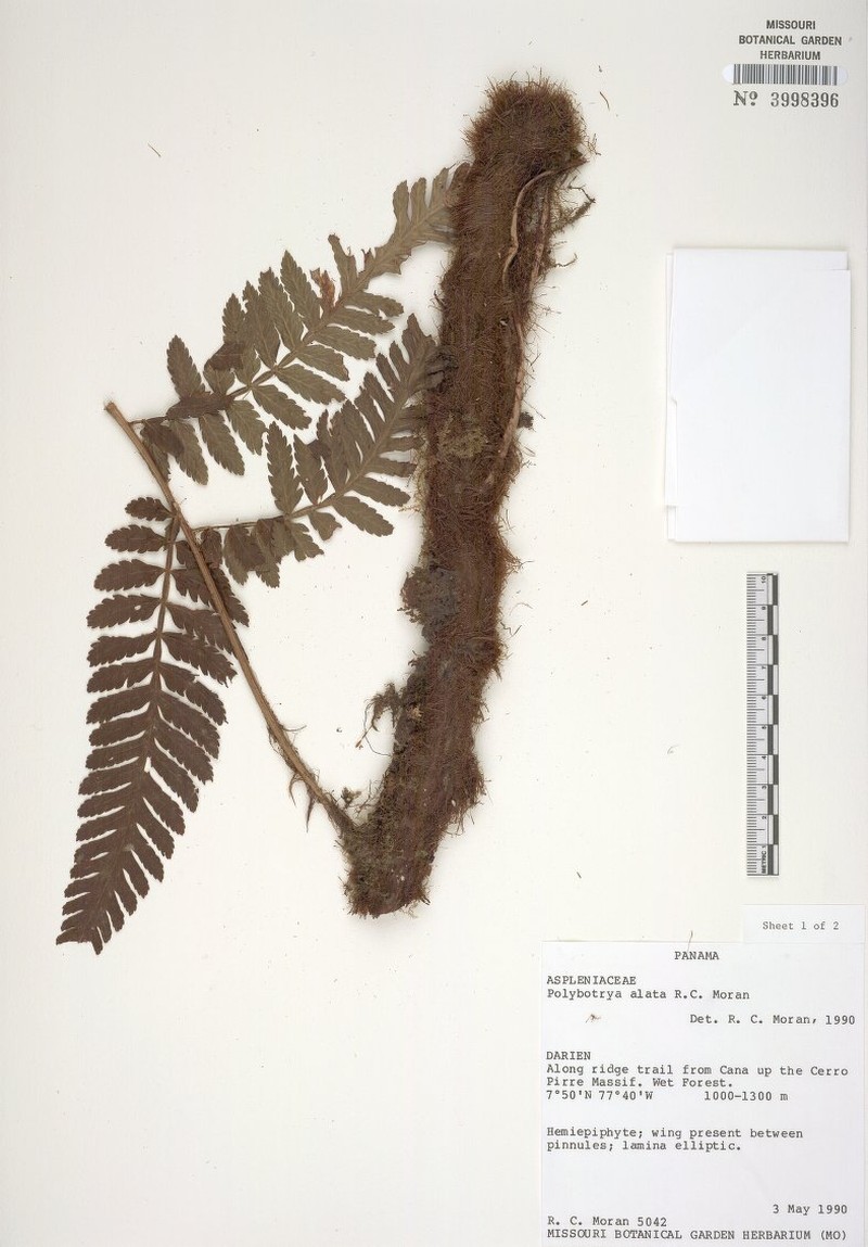 Polybotrya alata photo 2