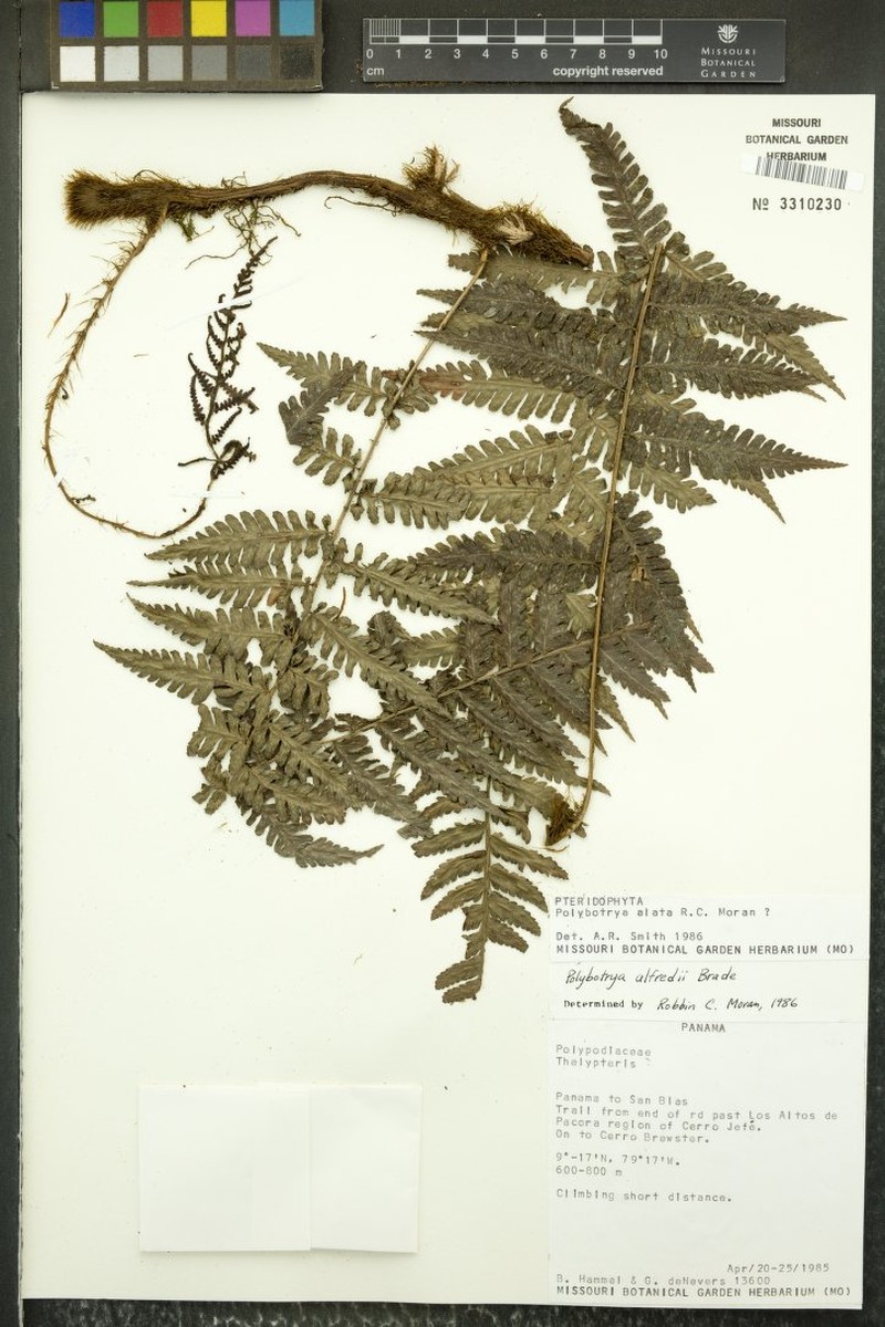 Polybotrya alata photo 3