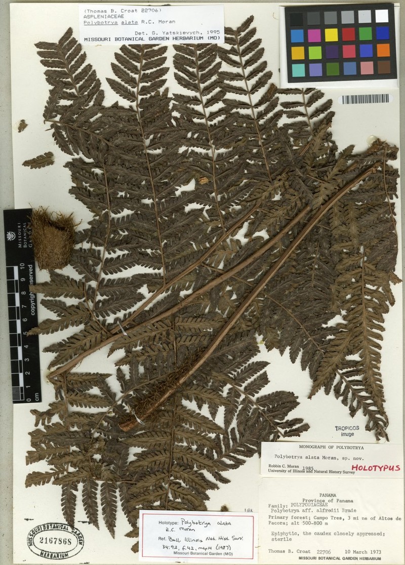 Polybotrya alata photo 4