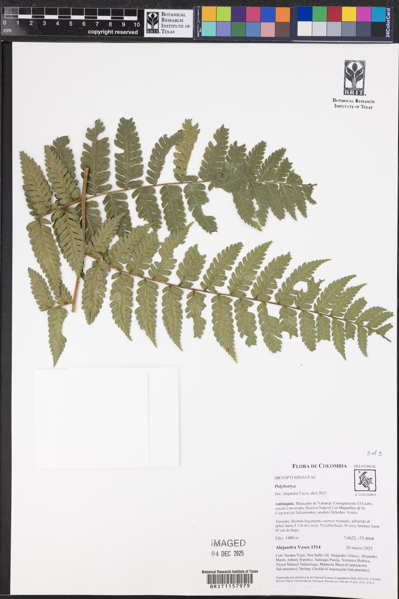 Polybotrya alfredii